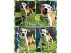 Adopt Tiny Tim a Tan/Yellow/Fawn - with White Pit Bull Terrier / Boxer / Mixed
