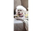 Adopt Aggie a White Bichon Frise / Mixed dog in High Ridge, MO (38457581)