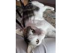 Adopt Jacob a Brown Tabby Domestic Shorthair (short coat) cat in Watonga