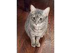 Adopt Maxine a Gray, Blue or Silver Tabby Domestic Shorthair (short coat) cat in