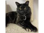 Adopt Winifred a Tortoiseshell Domestic Mediumhair / Mixed cat in American Fork