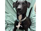 Adopt Darren a Black Terrier (Unknown Type, Small) / Mixed dog in Edmonton