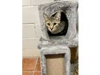 Adopt Perla a Gray, Blue or Silver Tabby Domestic Shorthair (short coat) cat in