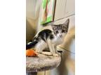 Adopt Caroline a Black & White or Tuxedo Domestic Shorthair (short coat) cat in