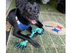Adopt Snoop a Black Labrador Retriever / Mixed dog in Mooresville, NC (38458877)