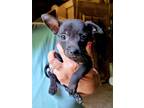 Adopt Small Puppy breed a Black Chiweenie / Puggle / Mixed dog in Appling