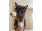 Adopt Buggy a Gray or Blue (Mostly) Domestic Shorthair (short coat) cat in