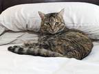 Adopt Dolly Purrton a Brown Tabby American Shorthair / Mixed (short coat) cat in