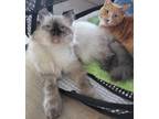 Adopt HAWKINS a Tan or Fawn Himalayan / Domestic Shorthair / Mixed cat in