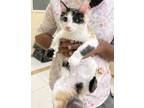 Adopt NOVA a White Domestic Mediumhair / Domestic Shorthair / Mixed cat in