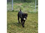 Adopt Cane a Brindle Cane Corso / Mixed dog in Belleville, ON (38459810)