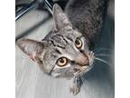 Adopt Richie Rich a Brown Tabby Tabby (short coat) cat in Garden City