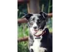 Adopt Amelia a White Schipperke / Border Collie dog in Twin Falls, ID (38459907)