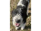 Adopt Henry a Black - with White Aussiedoodle / Mixed dog in Atlanta