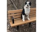 Adopt Ranger a Black - with White Australian Shepherd / Mixed dog in Madison