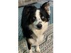 Adopt Chance a Tricolor (Tan/Brown & Black & White) Australian Shepherd /