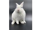 Adopt Poppie a White Satin / Satin / Mixed (medium coat) rabbit in Key West
