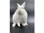 Adopt Poppie a White Other/Unknown / Other/Unknown / Mixed rabbit in Key West