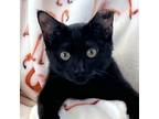 Adopt Velma a All Black Domestic Shorthair (short coat) cat in St.