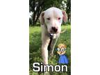 Adopt Sally a White Dogo Argentino / Mixed dog in Houston, TX (38461017)