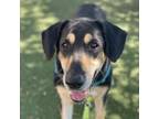 Adopt Baloo a Black Mixed Breed (Large) / Mixed dog in Naples, FL (38471438)