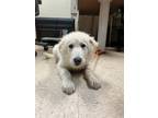 Adopt Jack a White German Shepherd Dog / Mixed dog in Brookfield, CT (38486488)