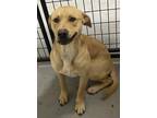 Adopt Loki a Labrador Retriever / Mixed dog in Thompson Falls, MT (38459227)