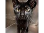 Adopt Jet a All Black Domestic Shorthair / Mixed cat in Galveston, TX (38505822)