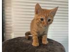 Adopt Tiki - MS - PetSmart Adoption Center- Spartanburg a Orange or Red Tabby