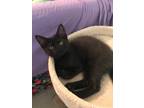 Adopt Bear a All Black Domestic Mediumhair (long coat) cat in Mooresville