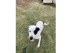 Adopt Spaz a White - with Black Dalmatian / Labrador Retriever dog in Coleman