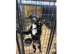 Adopt Buttercup a Black - with White Labrador Retriever / Border Collie dog in