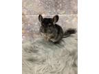 Adopt Leif a Chinchilla small animal in Montclair, CA (33743683)