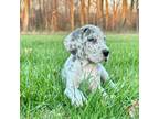 Great Dane Puppy for sale in Belleville, MI, USA