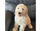 Australian Labradoodle Puppy for sale in Cynthiana, KY, USA