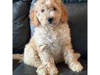 Australian Labradoodle Puppy for sale in Cynthiana, KY, USA