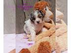 Poodle (Toy) PUPPY FOR SALE ADN-770683 - Miniature Toy Poodle Pups