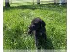 Great Dane PUPPY FOR SALE ADN-770600 - Adorable AKC Registered Great Danes