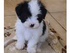 Mal-Shi PUPPY FOR SALE ADN-770644 - Registered Male MalShi Available