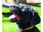 Labrador Retriever PUPPY FOR SALE ADN-770635 - AKC Labrador Retriever puppies