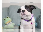 Boston Terrier PUPPY FOR SALE ADN-770628 - Brandi