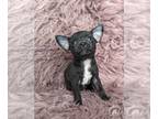 Chihuahua PUPPY FOR SALE ADN-770623 - Teacup Chihuahua
