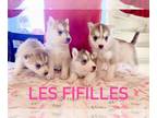 Siberian Husky PUPPY FOR SALE ADN-770590 - Quality siberian husky puppies