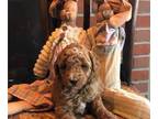 Goldendoodle (Miniature) PUPPY FOR SALE ADN-770563 - Cassidys Litter