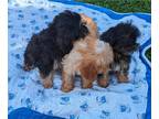 Cavapoo PUPPY FOR SALE ADN-770551 - Cavapoo puppies
