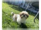 Shih Tzu PUPPY FOR SALE ADN-770542 - Shih tzu puppy Male Hypoallergenic
