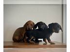 Dachshund PUPPY FOR SALE ADN-770534 - Miniature Dachshund in Chandler Az