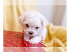 Maltese PUPPY FOR SALE ADN-770501 - CKC Kennel Pink Chloe