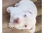 American Bully PUPPY FOR SALE ADN-770499 - American XL bully puppies