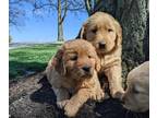 Golden Retriever PUPPY FOR SALE ADN-770488 - Golden Retriever Puppies